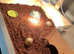 Baby Tortoise - with fully set up new home & accessories
