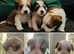 Beautiful Biewer Terrier puppies - Lovely & Rare