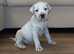 Mastiff hybrid