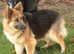 Kcreg blue and tan German shepherd