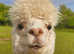 Two lovely BAS registered, experienced breeding females for sale