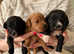 Cavapoo puppies 4 left