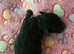 Kc reg Dna tested toy poodle puppies