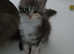 Two Pedigree Calico Maine Coon Girls
