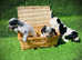 Cocker Spaniel Puppy's