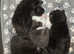 Russian Blue x Bombay Kittens