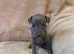 Fawn, Blue Fawn & Blue KC Registered