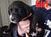 8 Black Lab x Collie-Lurcher Puppies