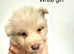 Rare kc reg Isabella white and blue German shepherd pups