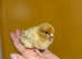 Beautiful chicks for sale