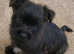 Cairn Terrier Pup
