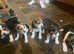 Full tri beagles ready soon