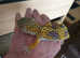 Leppard geckoes for sale
