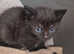 Lovey black kitten £100