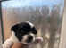 Very gorgeous Biewer puppies for sale
