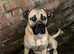 Presa canario male for sale
