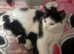 Black and white kittens
