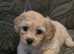 Stunning little Cavachon girl