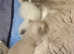 Bluepoint Ragdoll kitten for sale