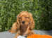Cavapoo *Licensed* full vaccinated*