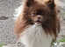 Gorgeous pomchi male