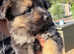 Beautiful German Shepherd Pups