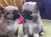 Pomchi puppies