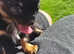 Beautiful black and tan female chihuahua