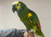 Talking Cuddly Super Tame Amazon Parrot,22