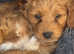 Beautiful mini F2 cockapoo puppies ready to leave for their forever homes