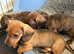 Beautiful brindle and red dachshunds.