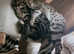 Female Charcoal Bengal