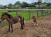 Ex Moor yearling 21 month old