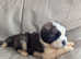 St Bernard puppies (1 reserved)