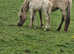 Palomino filly