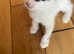 Beautiful kittens ready to be homed