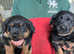For sale Rottweiler puppies