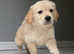 Gorgeous golden retriever puppies ready to go to forever home