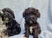 Schnoodles