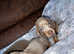 Miniature dachshund puppies