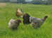 Dark brahma chicks and Hatchingeggs (blue brahma/ splash blue brahma and black brahma)
