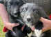 Three Gorgeous Border Collie Puppies