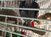 Female African grey Glasgow