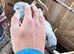 Stunning hand tamed African gray parrot