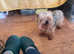 Yorkie puppies