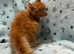 GCCF registered Maine coon kittens
