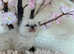 Gccf ragdoll kitten champion lines