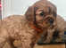 Cavalier King Charles Spaniel Pups.
