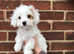 Cavapoo f1 puppies girls  fully vaccinated