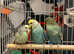 Beautiful baby budgies for sale
